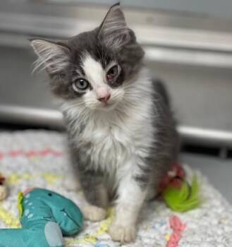 Domestic Medium Hair Cats Available for Adoption in Elko, Nevada - 60925098 | PetCurious