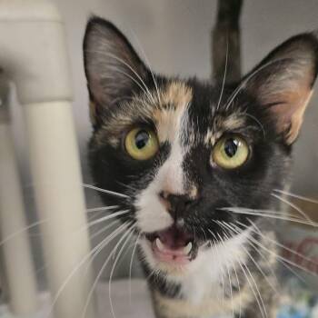 Hex -  Domestic Short Hair Cat for Adoption in Orange, Virginia - Hex | PetCurious