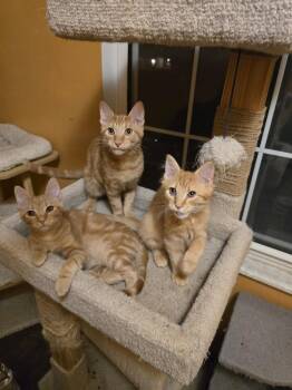 Eric -  Domestic Long Hair Cat for Adoption in St. Peters, Missouri - Eric | PetCurious