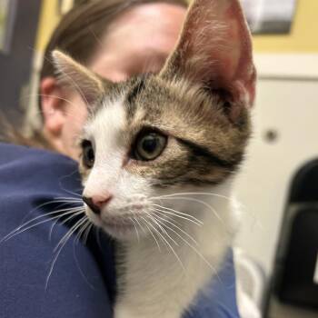 Spot -  Domestic Short Hair Cat for Adoption in Charlottesville, Virginia - Spot | PetCurious