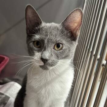 Phoebe -  Domestic Short Hair Cat for Adoption in Exeter, Rhode Island - Phoebe | PetCurious
