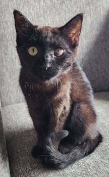 Rescue Domestic Medium Hair Cats for Adoption in Fort Lupton, Colorado - Zing | PetCurious