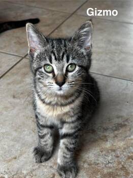 Gizmo -  Domestic Short Hair Cat for Adoption in Battle Creek, Michigan - Gizmo | PetCurious