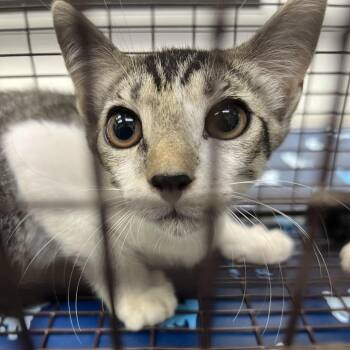 Franco -  Domestic Short Hair Cat for Adoption in Galveston, Texas - Franco | PetCurious