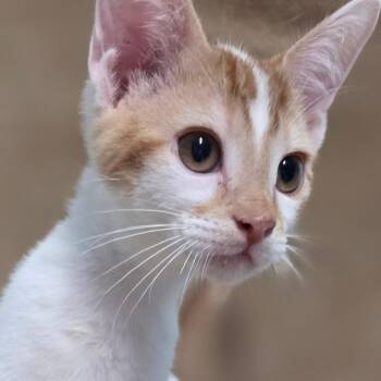 Cream -  Domestic Short Hair Cat for Adoption in Wiggins, Mississippi - Cream | PetCurious