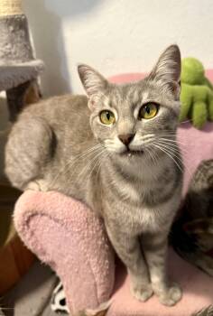 Rescue Domestic Short Hair Cats for Adoption in Vallejo, California - Gaia | PetCurious
