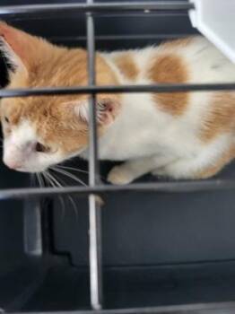 Kidd -  Domestic Short Hair Cat for Adoption in Atlanta, Georgia - Kidd | PetCurious