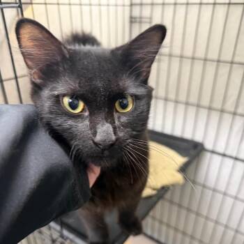 Fang -  Domestic Short Hair Cat for Adoption in Normal, Illinois - Fang | PetCurious