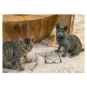 Bonito and Tetra -  Domestic Short Hair Cat for Adoption in Stamford, Connecticut - Bonito And Tetra | PetCurious
