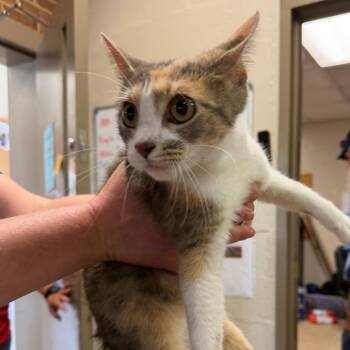 Patty -  Domestic Short Hair Cat for Adoption in Birmingham, Alabama - Patty | PetCurious