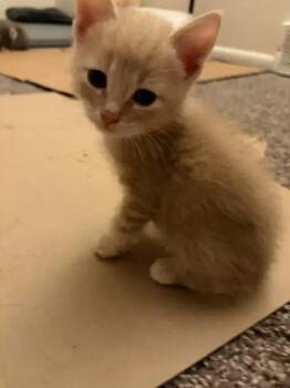Hatch -  Domestic Short Hair Cat for Adoption in Wyoming, Michigan - Hatch | PetCurious