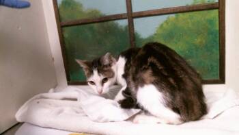 KELLY -  Domestic Short Hair Cat for Adoption in Houston, Texas - KELLY | PetCurious