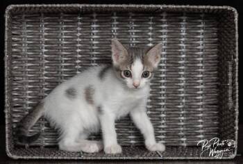 Mikey -  Domestic Short Hair Cat for Adoption in Valley Park, Oklahoma - Mikey | PetCurious