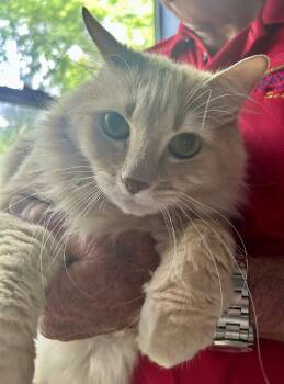 Maine Coon and Domestic Long Hair Cats Available for Adoption in Rosenberg, Texas - Jimmy Boy | PetCurious