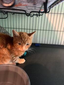 Blender -  Domestic Short Hair Cat Available for Adoption in Douglasville, Georgia - Blender | PetCurious