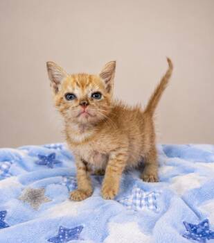 Papaya -  Domestic Short Hair Cat for Adoption in Lafayette, Louisiana - Papaya | PetCurious
