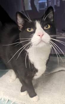 SAGE -  Domestic Short Hair Cat for Adoption in Santa Cruz, California - SAGE | PetCurious