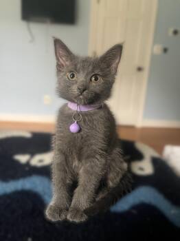 Zoloft -  Domestic Short Hair Cat for Adoption in Fredericksburg, Virginia - Zoloft | PetCurious