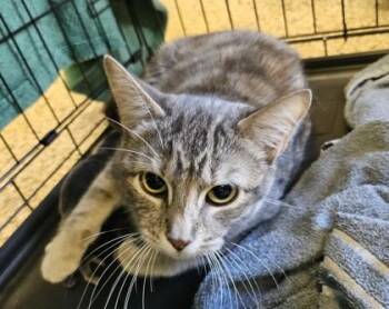 Bella -  Domestic Short Hair Cat for Adoption in Pendleton, Oregon - Bella | PetCurious