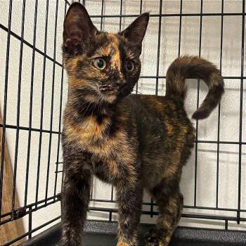 Tootsie -  Domestic Short Hair Cat for Adoption in New York, New York - Tootsie | PetCurious