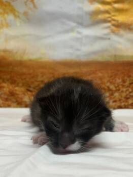 Rescue Domestic Short Hair Cats for Adoption in San Antonio, Texas - Chalupa | PetCurious