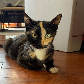 Cece -  Domestic Short Hair Cat for Adoption in Tustin, California - Cece | PetCurious