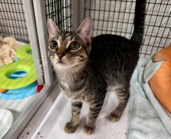 Chipper -  Domestic Short Hair Cat for Adoption in Raleigh, North Carolina - Chipper | PetCurious