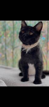 Little Miss Dreamer -  Domestic Short Hair Cat for Adoption in Missoula, Montana - Little Miss Dreamer | PetCurious