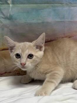 Mustard -  Domestic Short Hair Cat for Adoption in San Antonio, Texas - Mustard | PetCurious