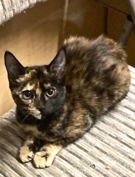 Amber -  Tortoiseshell Cat for Adoption in Yuba City, California - Amber | PetCurious
