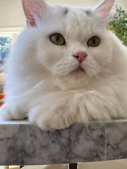 Maxmillian -  Persian Cat for Adoption in Woodmere, New York - Maxmillian | PetCurious