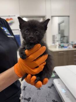 DRAX -  Domestic Short Hair Cat for Adoption in Baytown, Texas - DRAX | PetCurious