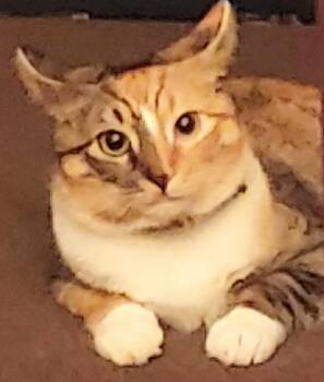 Rescue American Shorthair Cats for Adoption in Huntington, New York - MITZVAH & TOVAH (bonded Pair) | PetCurious