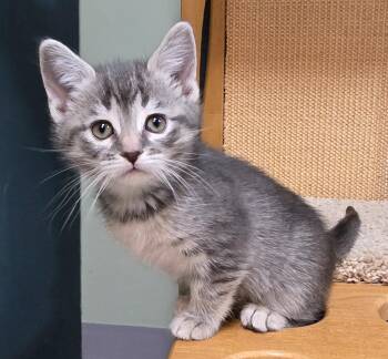 Domestic Short Hair Cats Available for Adoption in Minneapolis, Minnesota - Minnie-Pending Adoption | PetCurious