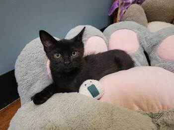 SUNSHINE -  Domestic Short Hair Cat for Adoption in Santa Clara, California - SUNSHINE | PetCurious