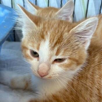 Ambrose -  Domestic Short Hair Cat for Adoption in Gordonsville, Tennessee - Ambrose | PetCurious