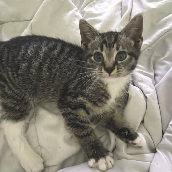 Rusty -  Domestic Short Hair Cat for Adoption in Newport News, Virginia - Rusty | PetCurious