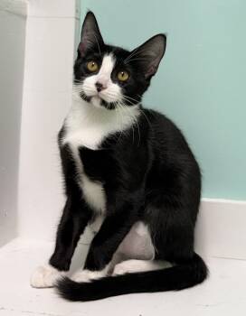 Paige -  Domestic Short Hair Cat for Adoption in Pawleys Island, South Carolina - Paige | PetCurious