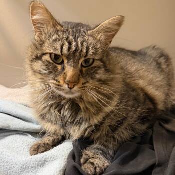 Gandalf *Meet me at the Plymouth Petsmart* -  Domestic Long Hair Cat for Adoption in Buffalo, Minnesota - Gandalf *Meet Me At The Plymouth Petsmart* | PetCurious