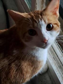 Tabby and Domestic Short Hair Cats Available for Adoption - Oakley Puffin | PetCurious