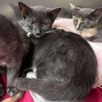 Domestic Short Hair Cats Available for Adoption - Seth | PetCurious