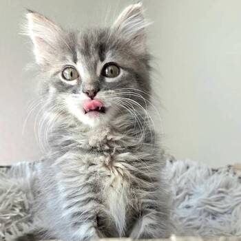 Cheyletiella -  Domestic Long Hair Cat for Adoption in Denver, Colorado - Cheyletiella | PetCurious