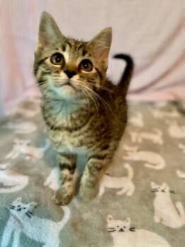 Sunflower -  Domestic Short Hair and Tabby Cat for Adoption in Elmwood Park, Wisconsin - Sunflower | PetCurious