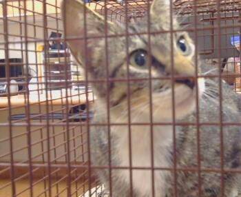 Domestic Short Hair Cats Available for Adoption in Sacramento, California - ELVIS | PetCurious