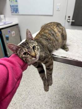 Domestic Medium Hair Cats Available for Adoption in Kansas City, Missouri - Janelle Evans | PetCurious