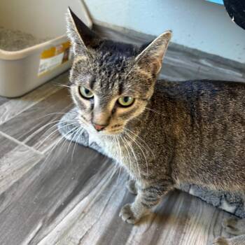 Turtle -  Domestic Short Hair Cat for Adoption in West Des Moines, Iowa - Turtle | PetCurious