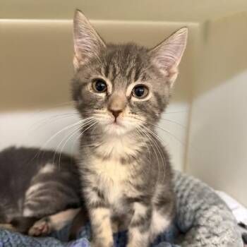 Gina -  Domestic Short Hair Cat for Adoption in Madison, Wisconsin - Gina | PetCurious