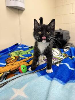 Rescue Domestic Short Hair Cats for Adoption in Passaic, New Jersey - Maple | PetCurious