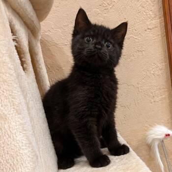 Lacie -  Domestic Short Hair Cat for Adoption in Greensburg, Pennsylvania - Lacie | PetCurious
