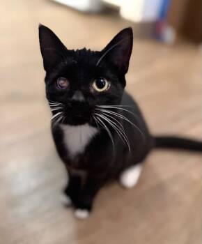 Domestic Short Hair Cats Available for Adoption - Stupendus | PetCurious